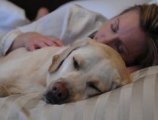 Windermere Holiday Lodge - Dog and Pet Friendly