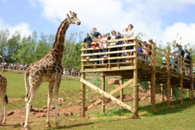Giraffe at South Lakes Wild Animal Park and Zoo